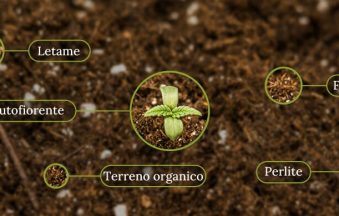 Autoflowering cannabis soil