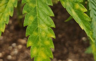 Leaf Septoria
